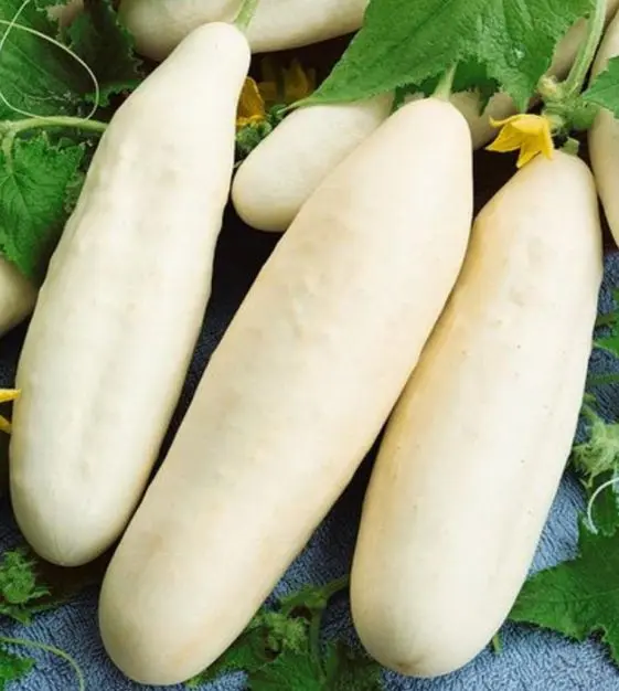 Varieties of white cucumbers