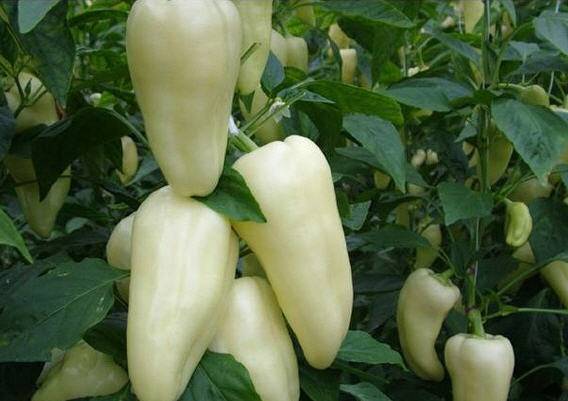 Varieties of white peppers