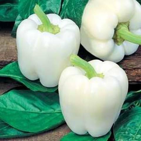 Varieties of white peppers