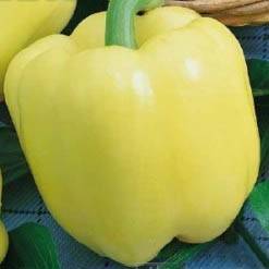 Varieties of white peppers