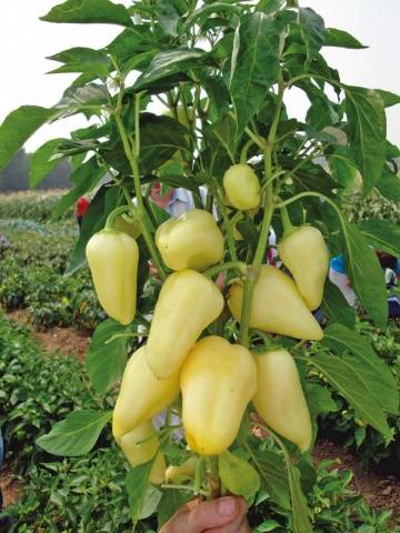 Varieties of white peppers