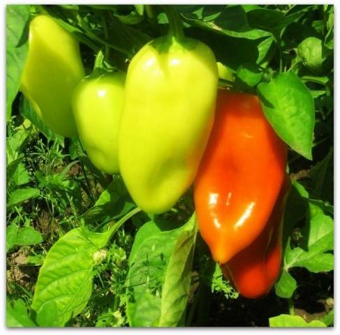 Varieties of white peppers