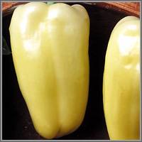 Varieties of white peppers