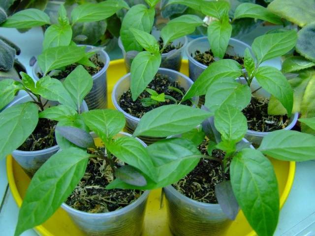 Varieties of white peppers