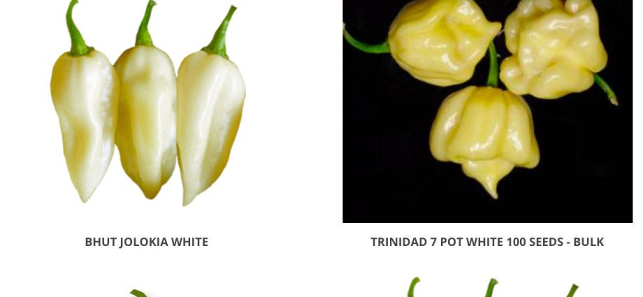 Varieties of white peppers