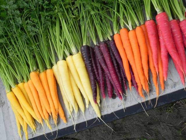 Varieties of yellow carrots