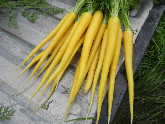 Varieties of yellow carrots