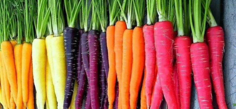 Varieties of yellow carrots