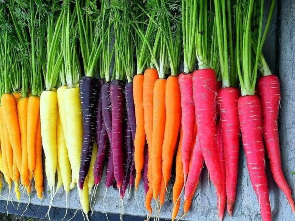 Varieties of yellow carrots