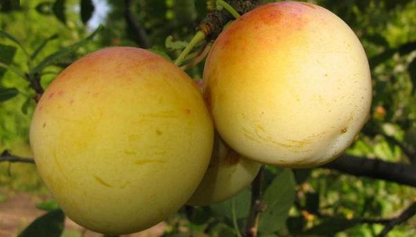 Varieties of yellow plum with a photo