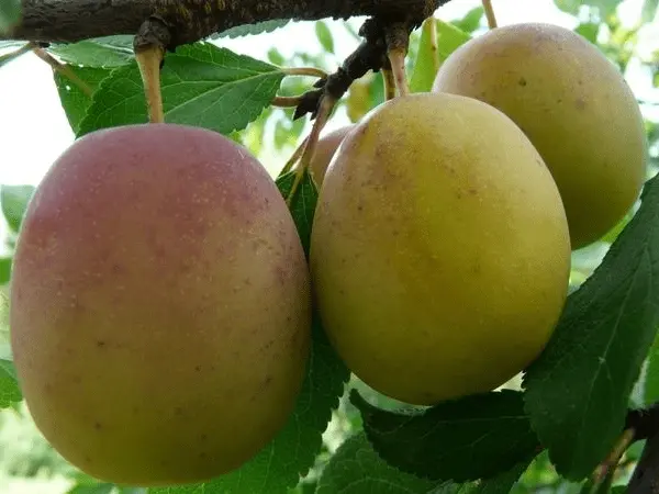 Varieties of yellow plum with a photo