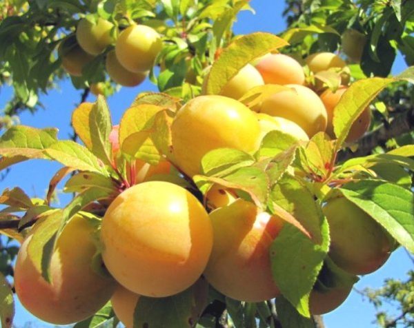 Varieties of yellow plum with a photo