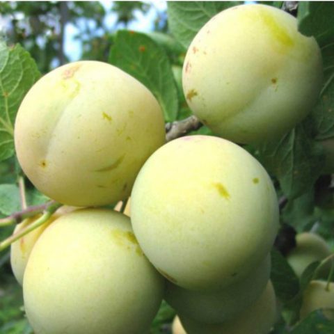 Varieties of yellow plum with a photo