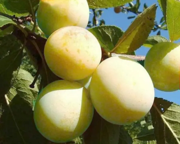 Varieties of yellow plum with a photo