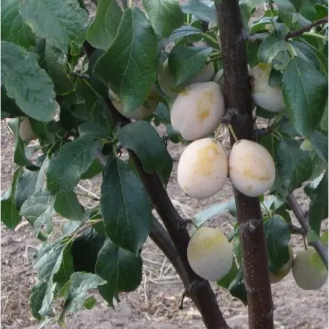 Varieties of yellow plum with a photo