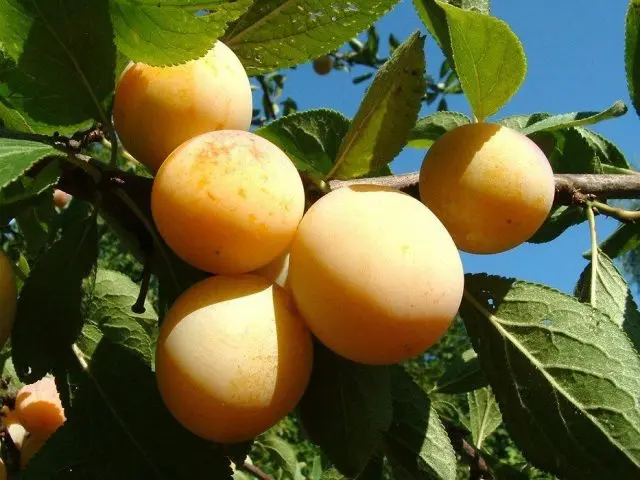 Varieties of yellow plum with a photo