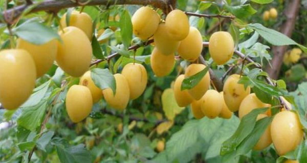 Varieties of yellow plum with a photo