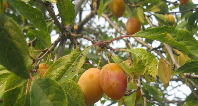 Varieties of yellow plum with a photo