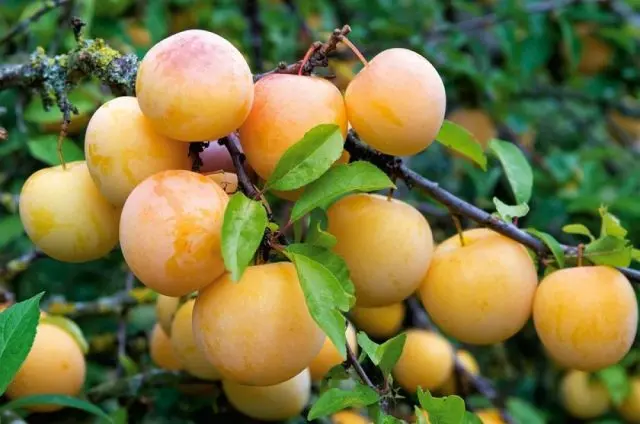 Varieties of yellow plum with a photo