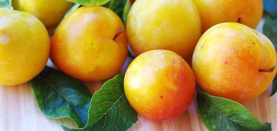 Varieties of yellow plum with a photo