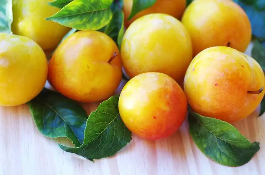 Varieties of yellow plum with a photo