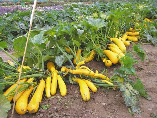 Varieties of yellow zucchini