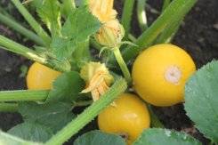 Varieties of yellow zucchini