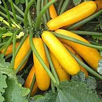 Varieties of yellow zucchini