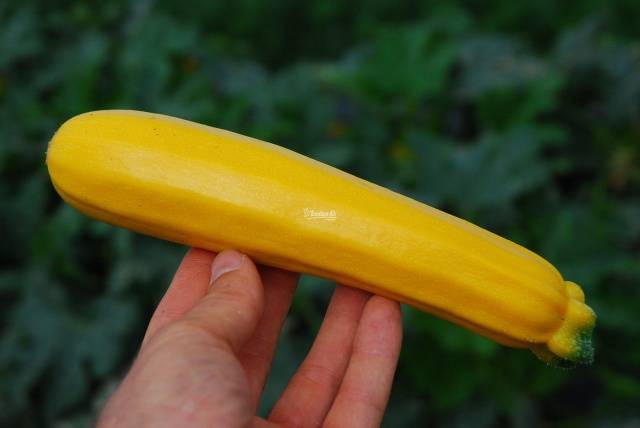 Varieties of yellow zucchini