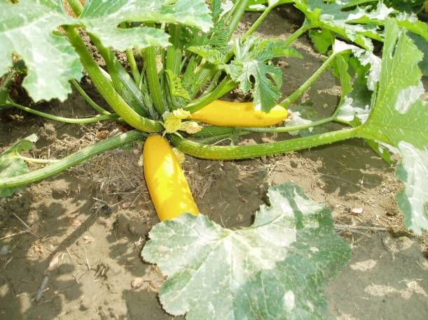 Varieties of yellow zucchini