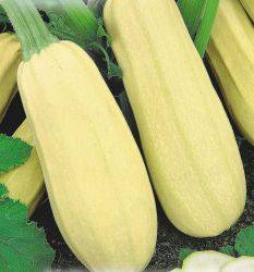 Varieties of yellow zucchini