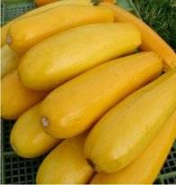 Varieties of yellow zucchini