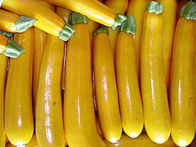 Varieties of yellow zucchini