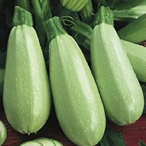 Varieties of zucchini for the greenhouse