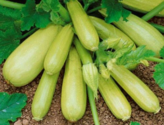 Varieties of zucchini for the greenhouse