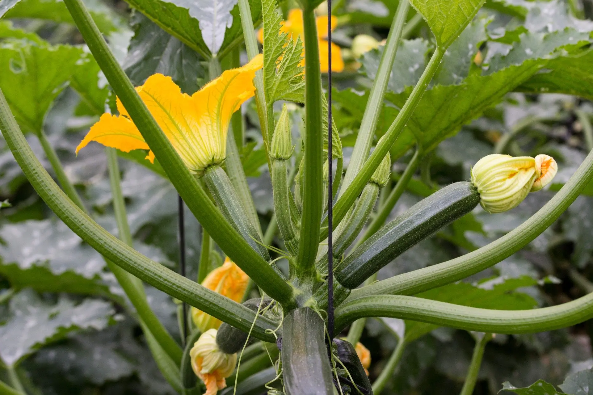 Varieties of zucchini for the greenhouse