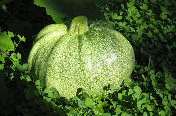 Varieties of zucchini: how to choose the best of all the variety