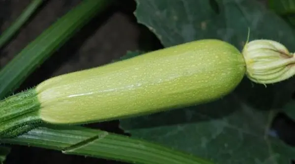 Varieties of zucchini: how to choose the best of all the variety