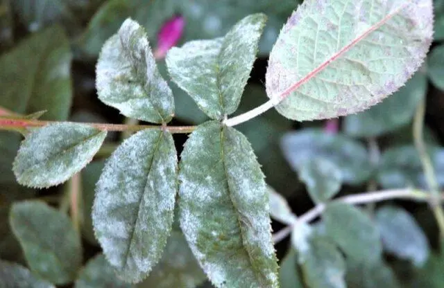 Varieties, planting and caring for terry rose hips