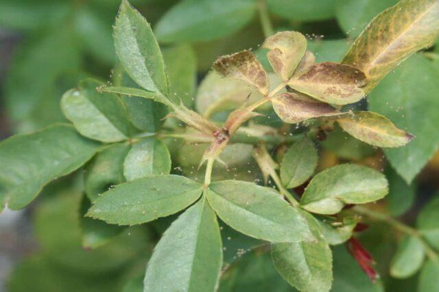 Varieties, planting and caring for terry rose hips