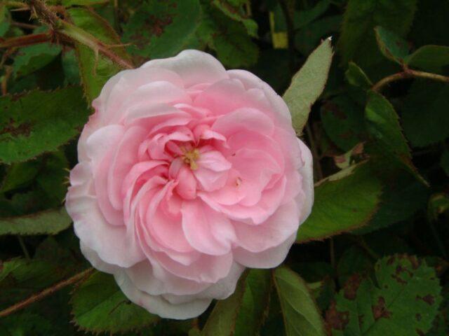 Varieties, planting and caring for terry rose hips