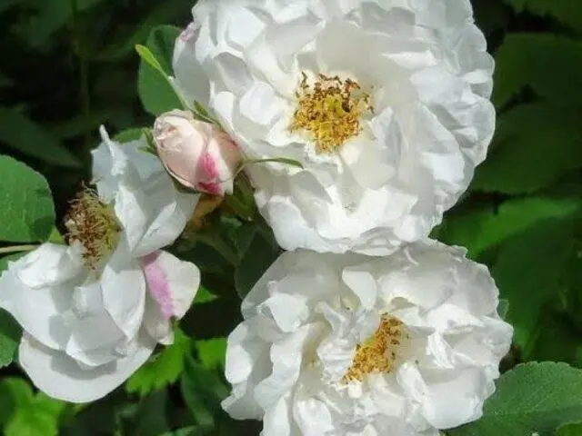 Varieties, planting and caring for terry rose hips