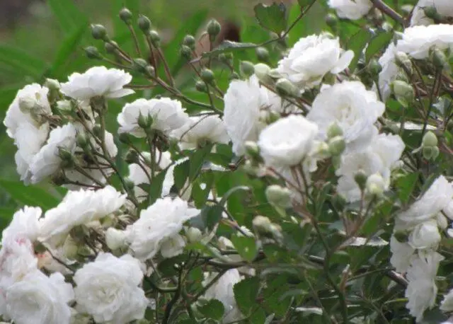 Varieties, planting and caring for terry rose hips