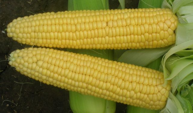 Variety corn Trophy F1