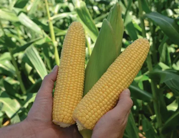 Variety corn Trophy F1