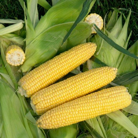 Variety corn Trophy F1