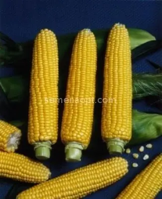 Variety corn Trophy F1