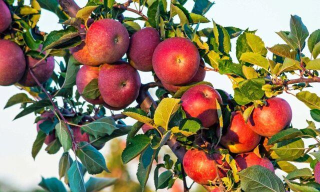 Variety of apples Berkutovskoe: photo and description, reviews