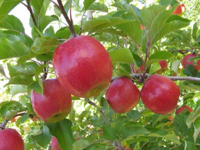 Variety of apples Berkutovskoe: photo and description, reviews