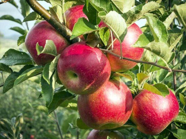 Variety of apples Berkutovskoe: photo and description, reviews